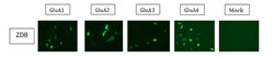 MilliporeSigma Mouse anti-pan-AMPA receptor (GluR1-4), Clone: 2D8, 100&mu;g:Antibodies,